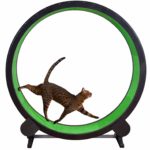 Cat exercise wheel