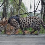 Bengal Cat in a walking harness