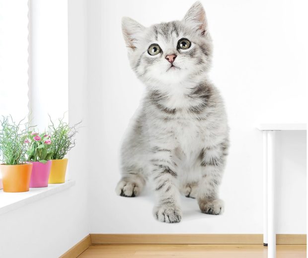 Polyester kitten on a wall