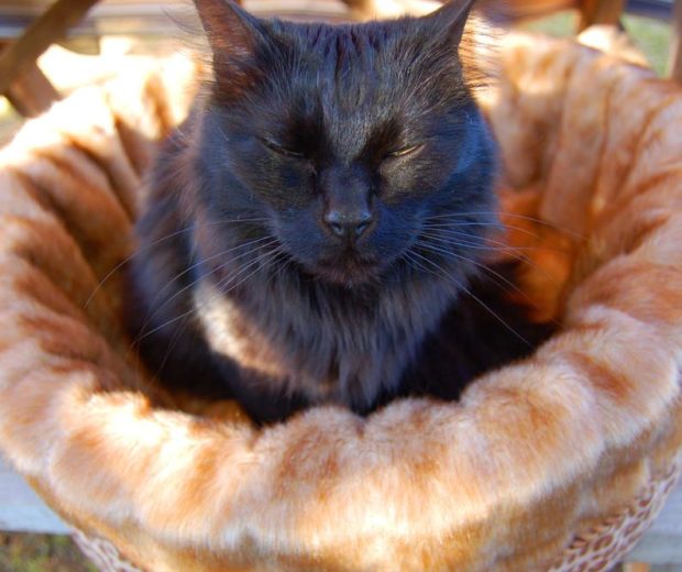 Cat in a luxury bed