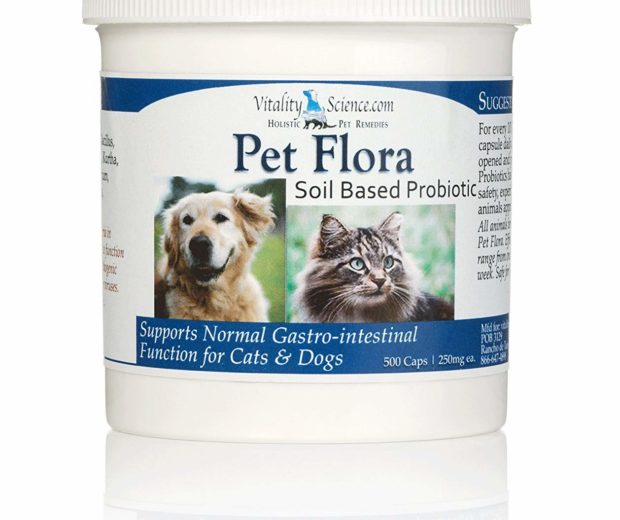 Cat probiotics