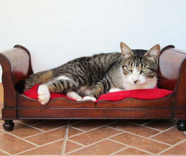 Cat bed